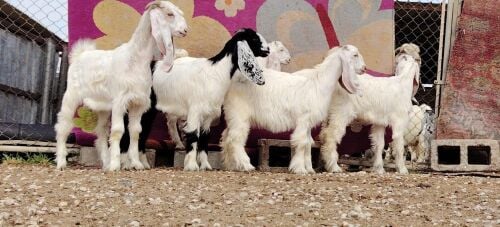 للبيع جمد عوارض طيبه