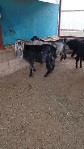 معزه عورض طيبه مقنوي مراح وحد