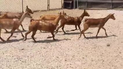 معزا عمانيات جيشيات