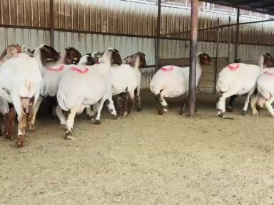 للبيع شوهات سوريه دفيع شرط فاخره 