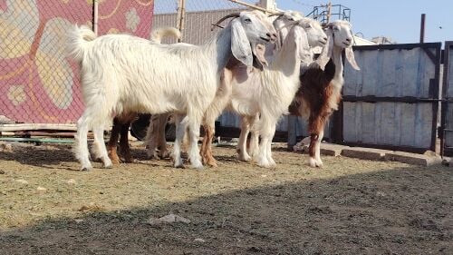 للبيع معزه عوارض بيض طيبه