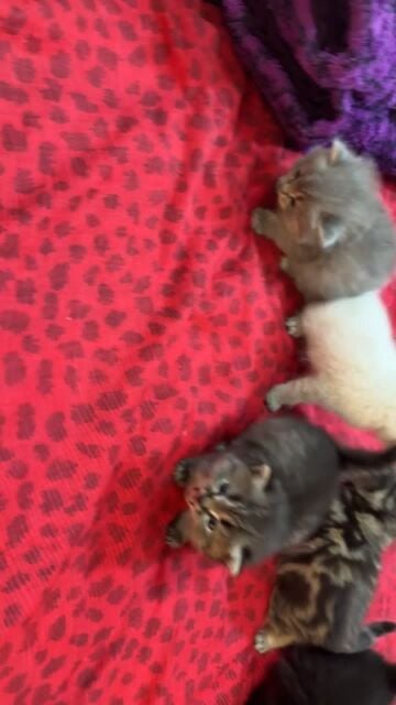 ‏cats