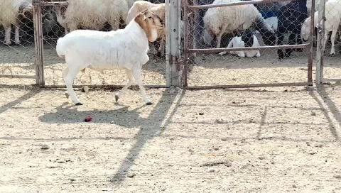 للبيع فحل بربري بيرشن طيبه