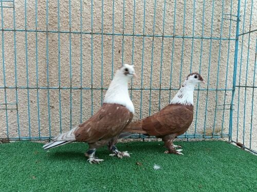 Iraqi breeding pair