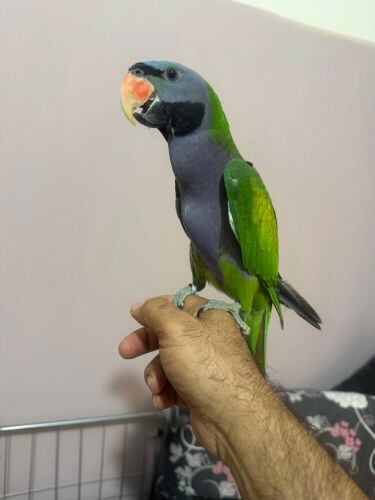 نيبالى هولندى