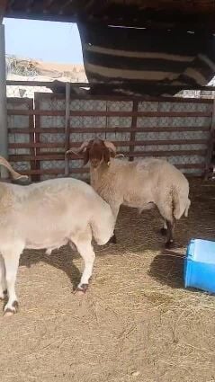 خرفان للبيع