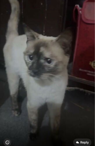 Siamese cat 