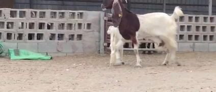 للبيع عنز مشروكه وليد طيبه