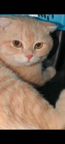 Breatish cat gold color