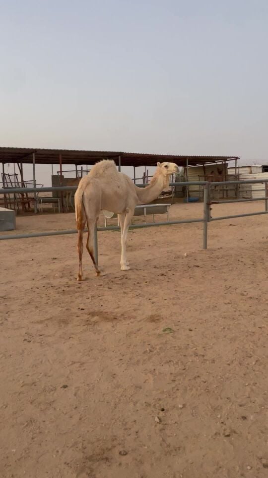للبيع بكرة 