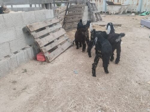 للبيع جمدات عوارض