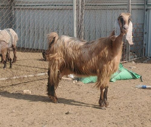 للبيع عنز عاااااااارضيه  حليب شرط