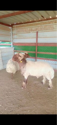 فحل رباع خصم