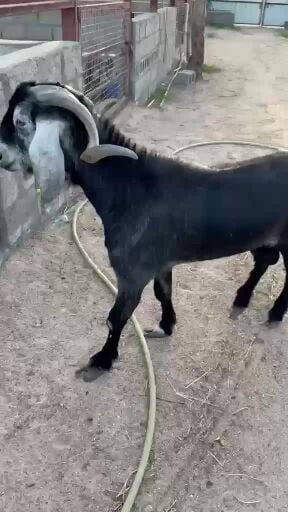 فحل عارضي اربش 