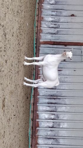 للبيع تيس فحل عماني ابرص جذع