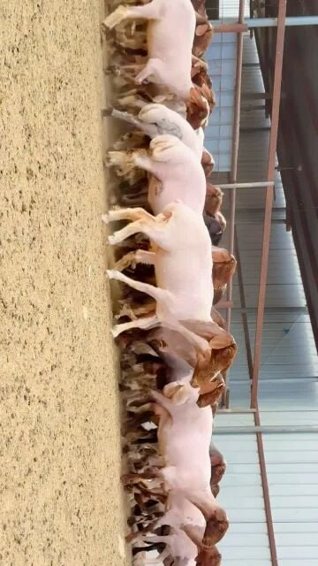 للبيع شويهات سوريه طيبه 