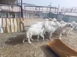 للبيع 12 راس حريات دفيع 