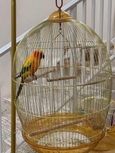 للبيع بغبغاء الامزون 