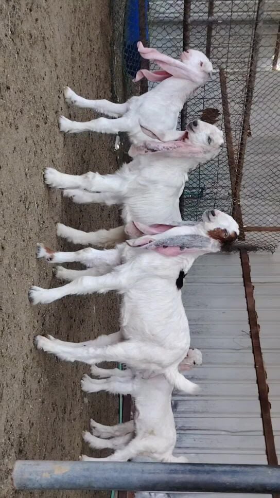 للبيع تيوس وجمد حجازيات طيبه