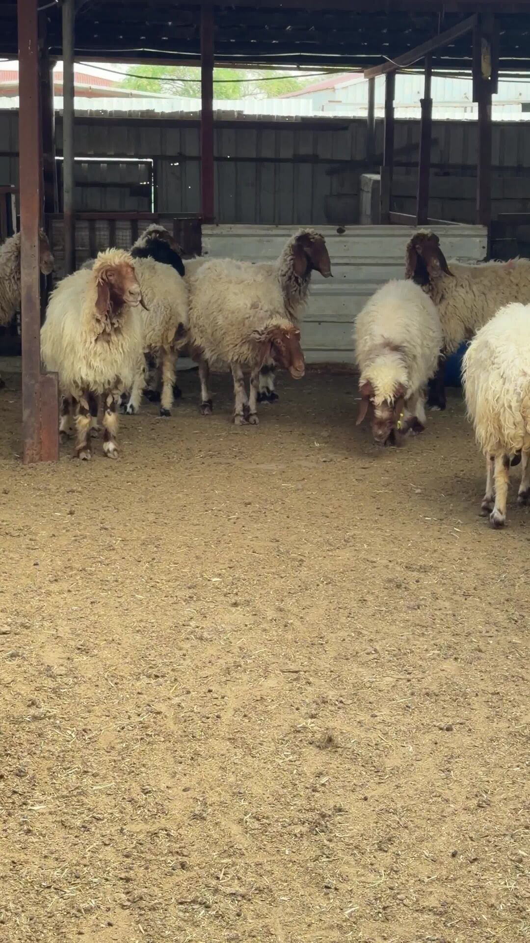 للبيع شوهات سوريه