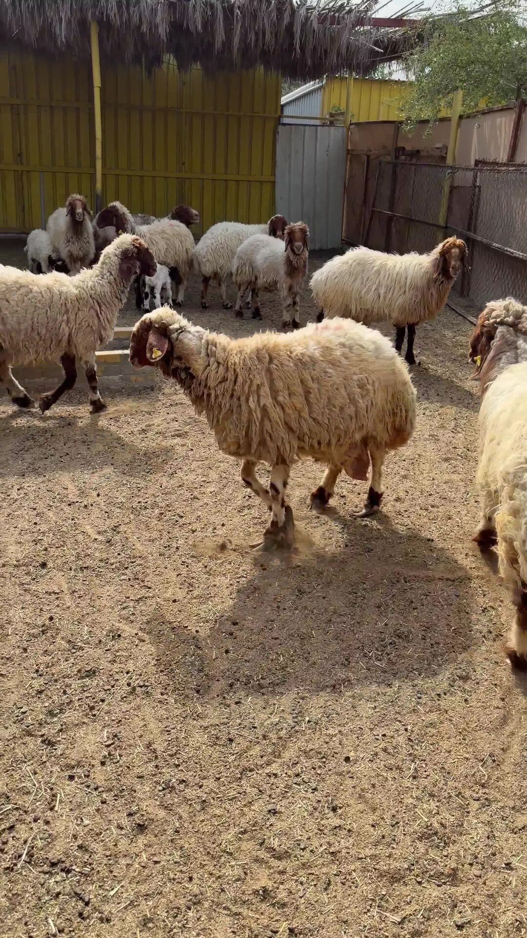 للبيع شوهات سوريه