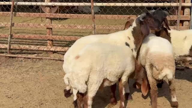 اضاحي بلدية إنتاج عزب البر