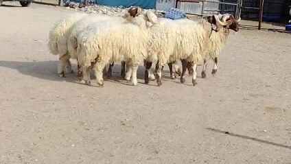 للبيع اضاحي فاخره