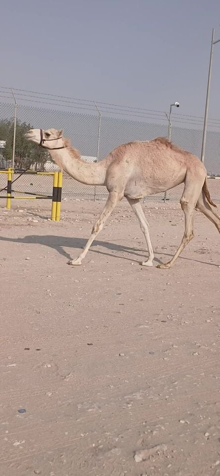 بكره عجم حقه