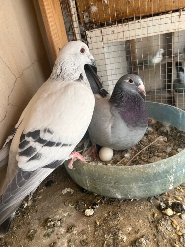 mix pigeon  70148550 msg 