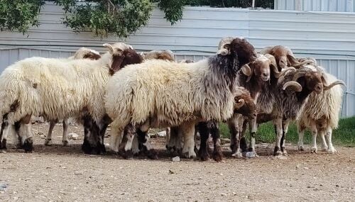 للبيع فحوله سوريات