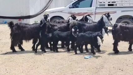 للبيع معز عوارض وليد