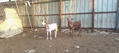 للبيع معزه عمانيات