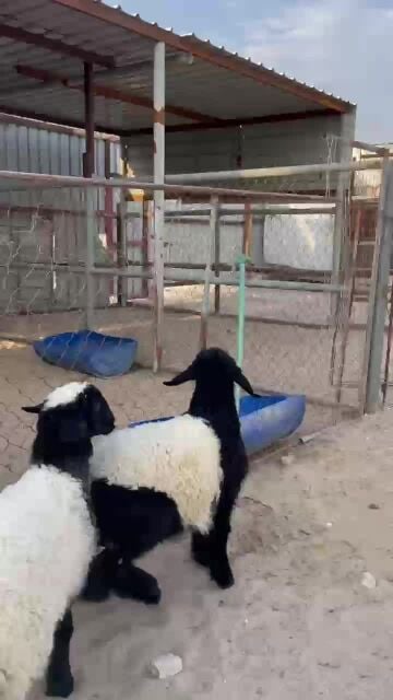 هرافى بلدية فل