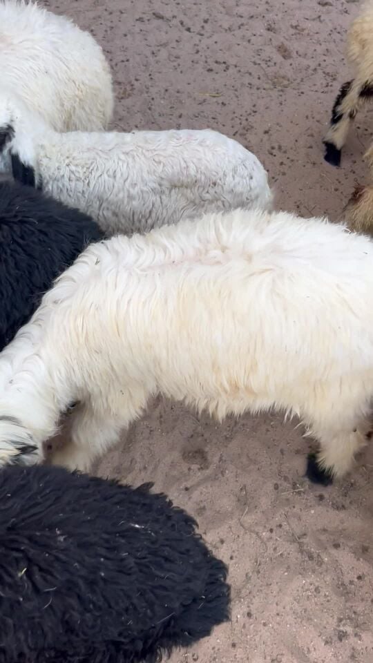 للبيع هرافي عرب وسوريات