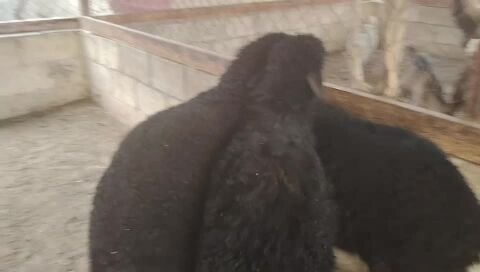 رخلتين. وطلي عرب تربيه عزبه