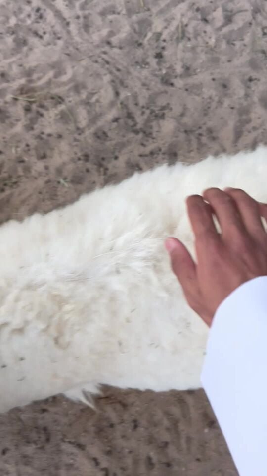 للبيع حري ضحية طيب 