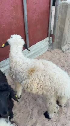 للبيع خروف عربي مكحل 