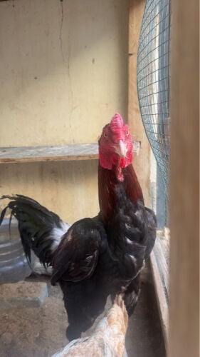 Aseel murga for sale pair