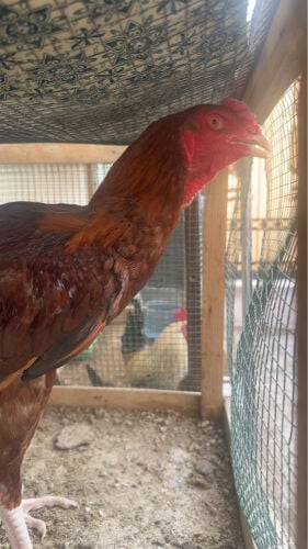 Aseel murga for sale 8 months