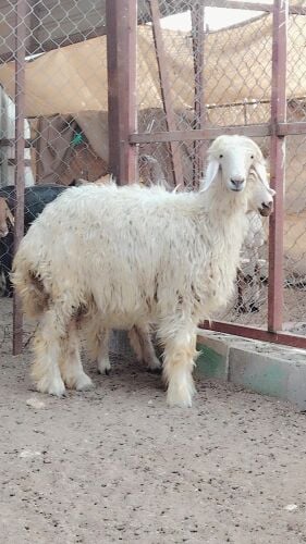 رخال نجد بيض فاخره