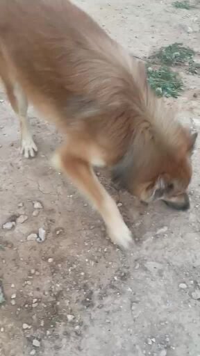 مكس الام جيرمن والاب مجهول