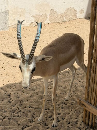 عندي ذكر عمره ٣سنين