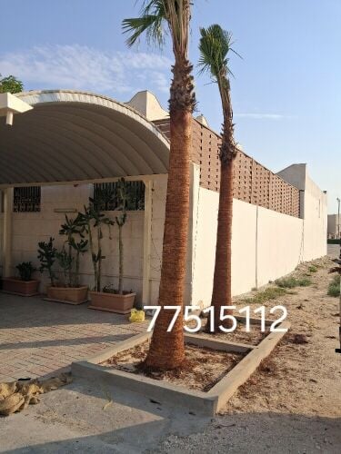 زراعه وتكريب الوشنطنيا