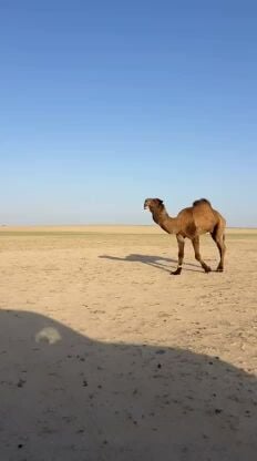 بعير للبيع