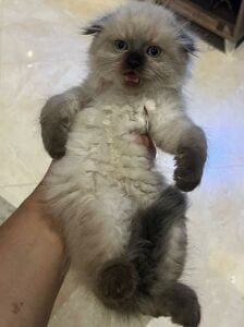 2 months and a half kitten for sale