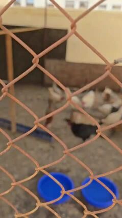 layer chicken and roster 