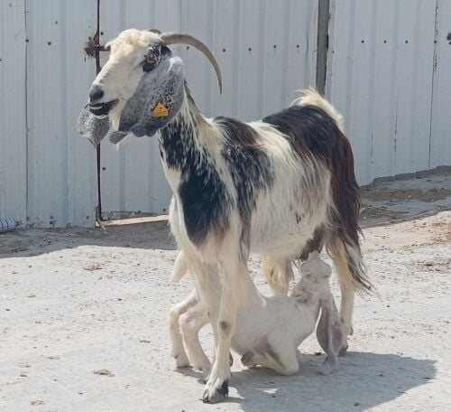 رغوت طيبه حدره تيس
