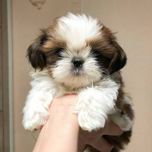 shih Tzu  puppies for sale