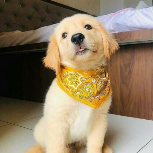golden retriever puppies for sale