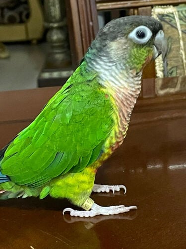 adorable green cheek conure 